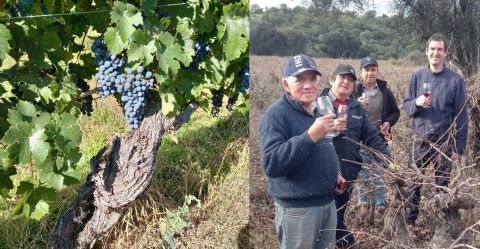 WWC21 McRostie P - old Pais vine and Martin's team toasting the season