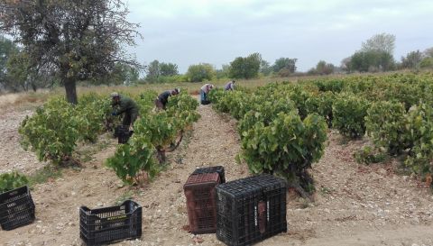 WWC21 Mylonas V - Mr Toutousani's harvest time