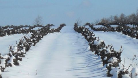 WWC21 Panman C - 2 MauzacWinter