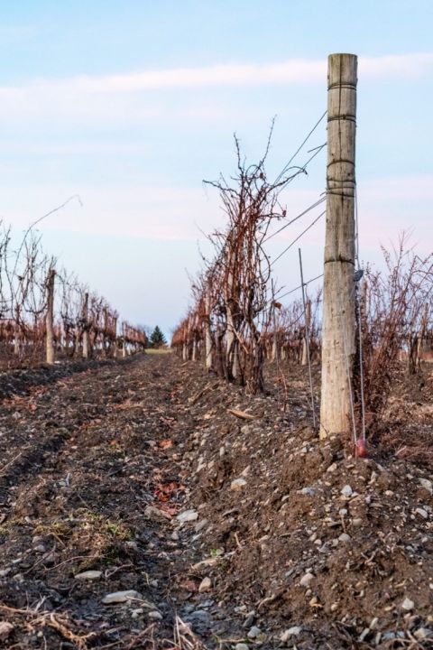 WWC21 Smith J - 'Hilled-up' vines in winter
