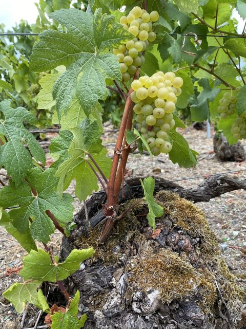 WWC21 Underdown S - Buisson Cramant harvest