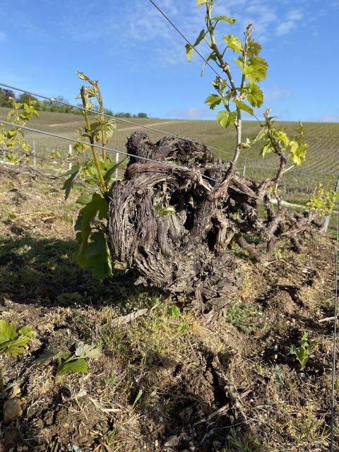 WWC21 Underdown S - Buisson Cramant