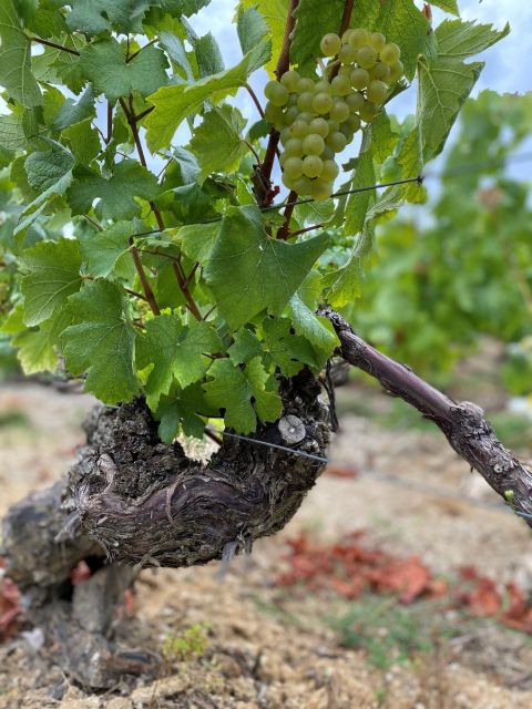 WWC21 Underdown S – Harvest 2020, Le Fond du Bateau, which was planted in 1911