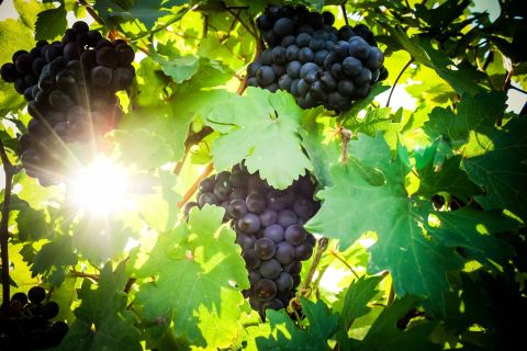 WWC21 Volosnikova X - harvest