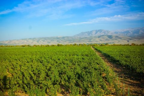 WWC21 Volosnikova X - Kazakhstan vineyards 1