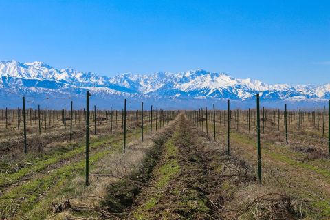 WWC21 Volosnikova X - Kazakhstan vines ready for winter