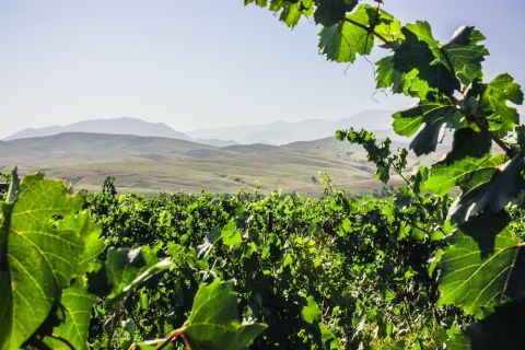 WWC21 Volosnikova X - restored vines