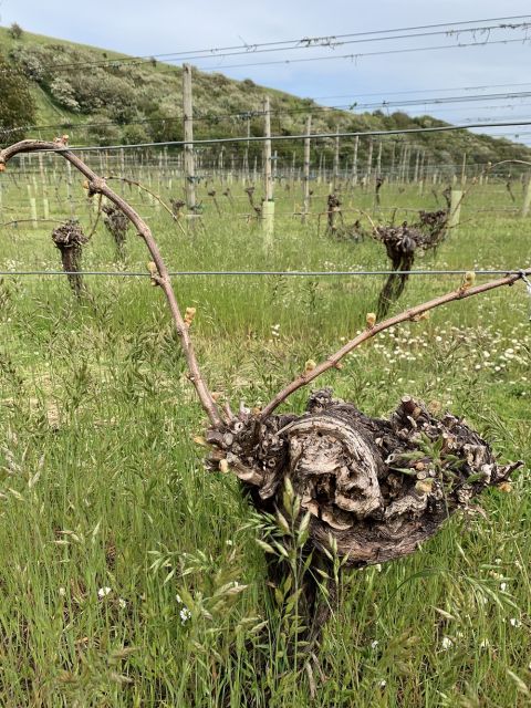 WWC21 de Gentile-Williams K - Breaky Bottom old Seyval vines 1