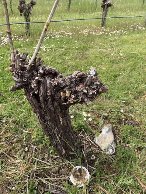 WWC21 de Gentile-Williams K - Breaky Bottom old Seyval vines 2