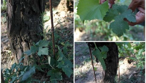 WWC21 de Vries B - Leaves from Grafted and Ungrafted Tempranillo