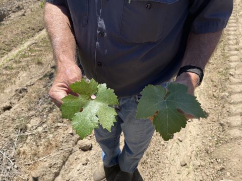 WWC21 McCage M - Ray Road Zinfandel Carignan