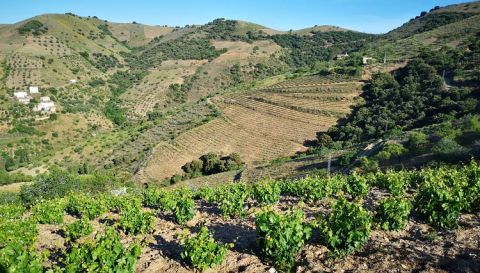 WWC21 Rivas A - Los Garcías de Verdevique vineyard mountain view 2