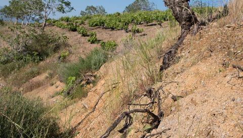 WWC21 Rivas A - Los Garcías de Verdevique vineyard long roots