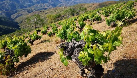 WWC21 Rivas A - Los Garcías de Verdevique vineyard