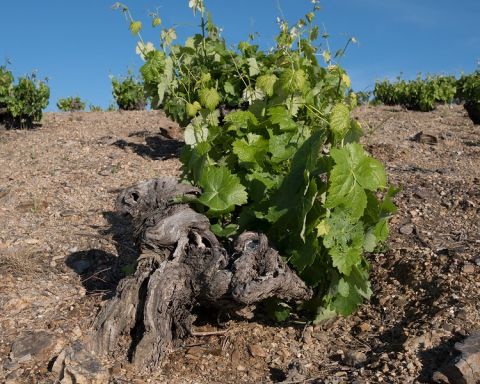 WWC21 Rivas A - Los Garcías de Verdevique twisted old trunks