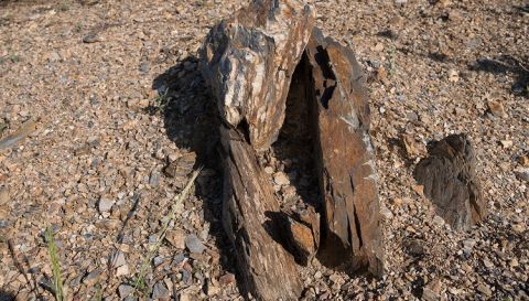 WWC21 Rivas A - Los Garcías de Verdevique vineyard slaty soil