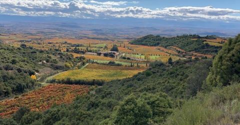 Photograph of Remelluri vineyard