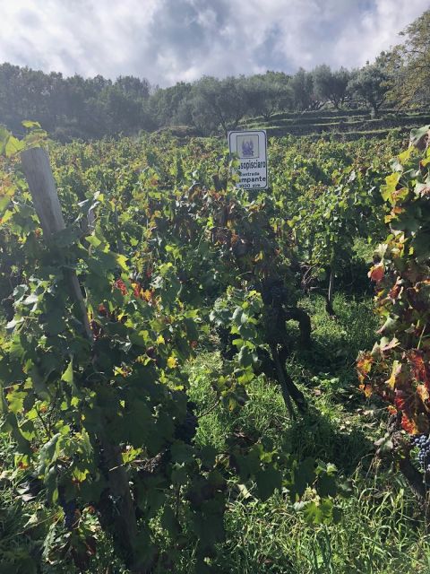 WWC21 Bray S - Contrada Rampante