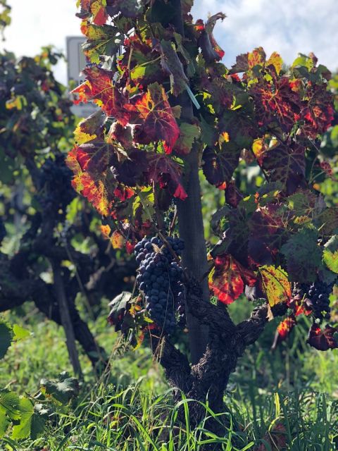 WWC21 Bray S - ripening grapes in Contrada Rampante