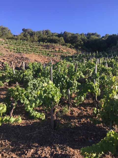 WWC21 Bray S - Etna terraces