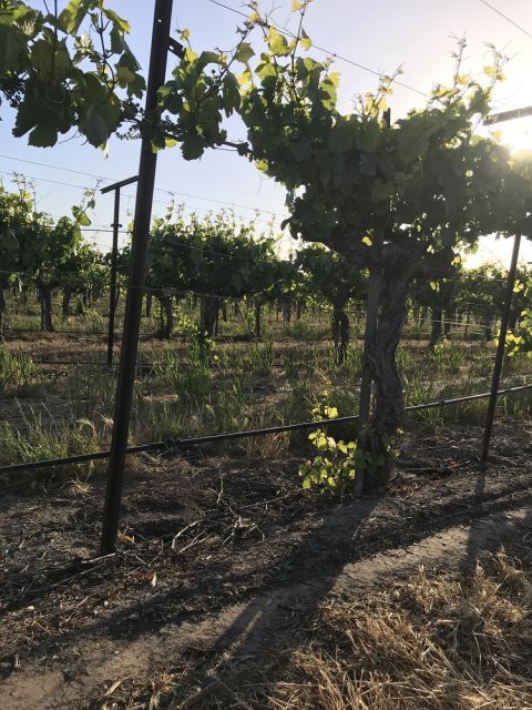 WWC21 Fox C - Julia's Vineyard