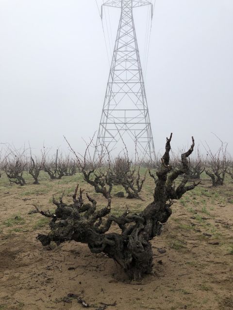 WWC21 Howard C - Evangelho fog vines tower