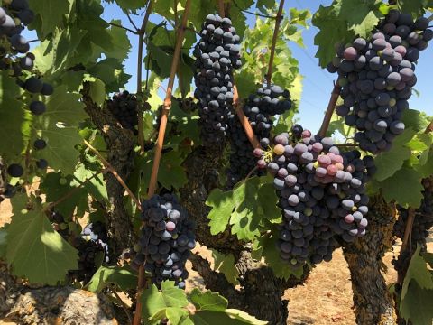 WWC21 Howard C - Evangelho grapes