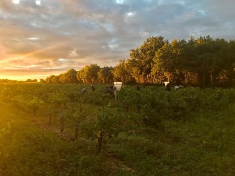 WWC21 Panman C - Le Jardin Mauzac, the last day of harvest.jpg