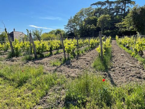 WWC21 Rothery M - Clos des Capucins vines 1