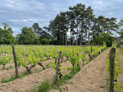 WWC21 Rothery M - Clos des Capucins old Cabernet Franc vines