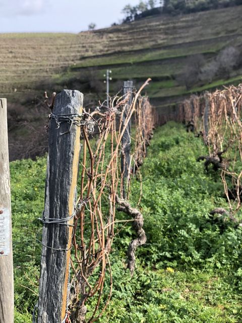 WWC21 Shaw H - Quinta do Noval, stone terraces