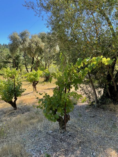 WWC21 Wicks E - AJ Duckhorn Vineyard 1890 1