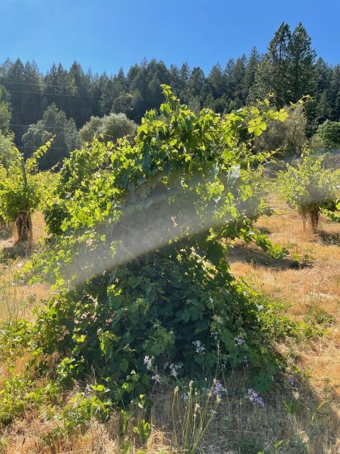 WWC21 Wicks E - AJ Duckhorn Vineyard old vines