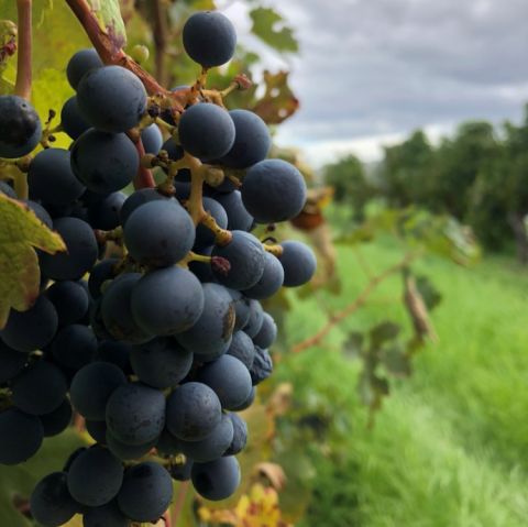 Malbec grapes in Mangan Vineyard