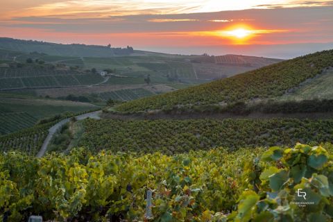 Piron vineyards by Etienne Ramousse