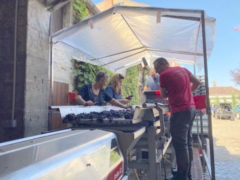 Sorting table at Domaine Taupenot-Merme, 23 September 2021