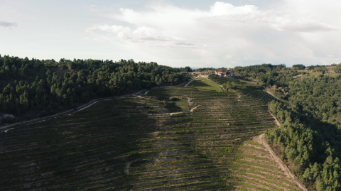 Bodegas Rectoral de Amandi Ribeira Sacra steep vineyards