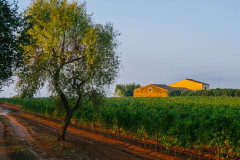 Santa Tresa vineyards in Vittoria