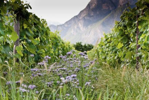 Foradori's Sgarzon vineyard
