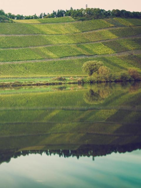 Fritz Haag - Brauneberger vineyards in the Mosel