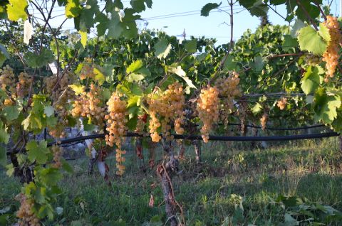 Tamellini's Garganega grapes