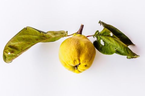 Quince by Alexander Schimmeck on Unsplash