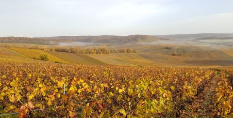 Champagne vineyards in autumn