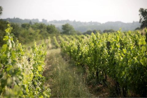 Viticulture without herbicides
