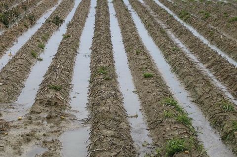 Soil compaction photo by Volker Prasuhn