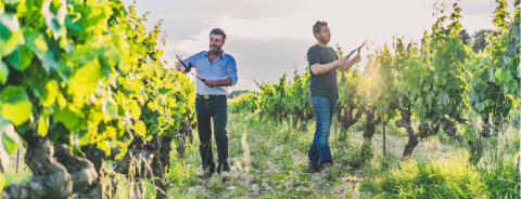 Vineyard with Denis and Jean-Etienne Alary