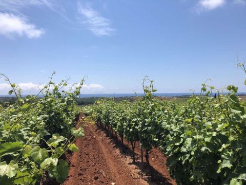 Oenops' Malagousia vineyard