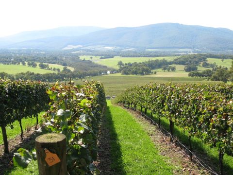 Giant Steps' Applejack Vineyard view 2