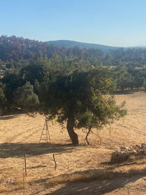 Arborial vine near Bodrum courtesy of Caglar Bozcaga