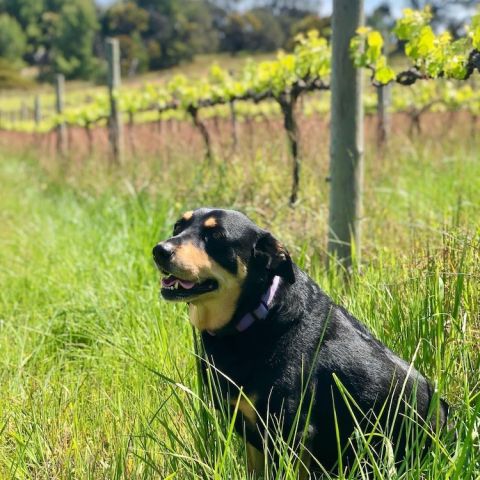 Inkwell - Daisy the vineyard dog
